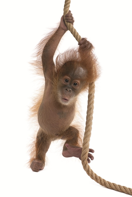 Baby Sumatran Orangutan.jpg